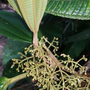 Miconia magnifolia