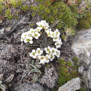 Pachycladon novae-zelandiae