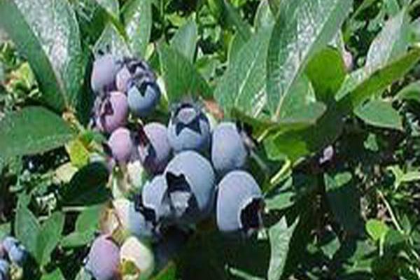 Vaccinium corymbosum \x27Ivanhoe\x27