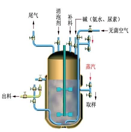 谷氨酸發酵