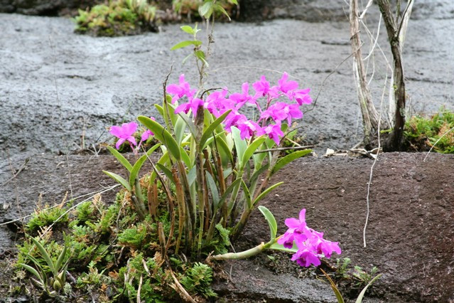 Cattleya bowringiana Cattleya bowringiana