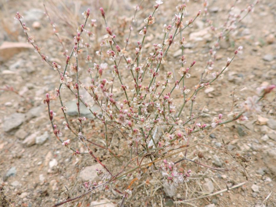 Eriogonum palmerianum