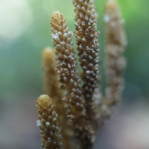 Epirixanthes papuana