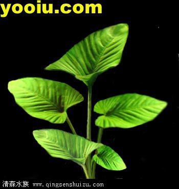 格拉榕 格拉榕