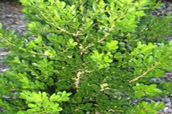 Buxus \x27Cranberry Creek\x27