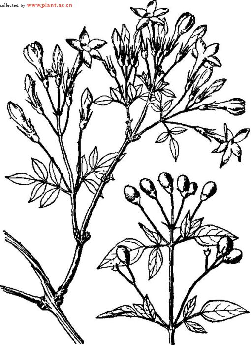 素馨屬模式物種：素方花黑白標本圖