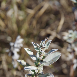 Ambrosia cheiranthifolia