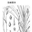 隱穗薹草 隱穗薹草