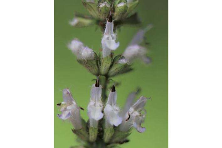 Stachys lavandulifolia