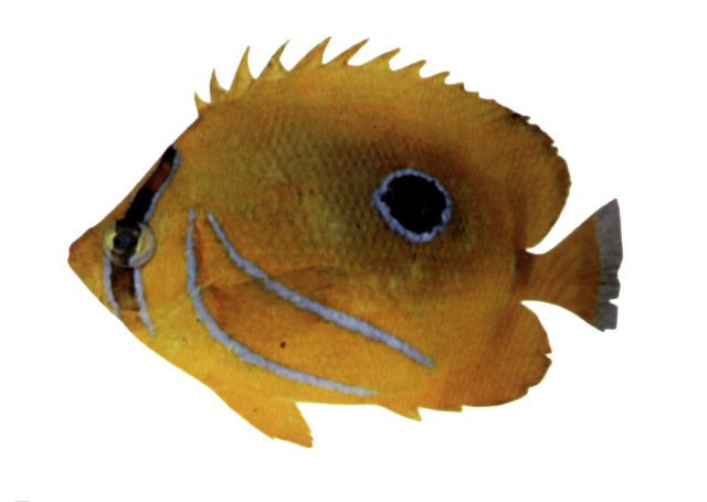 燈籠魚目