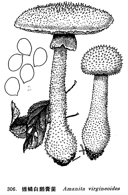 錐鱗白鵝膏菌