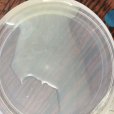 精液稠 精液稠