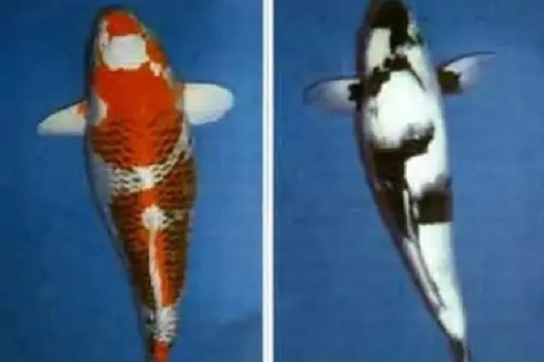 孔雀鯉魚 孔雀鯉魚