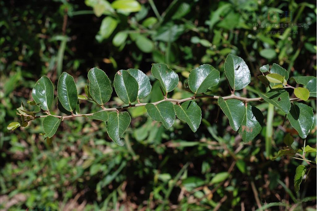 貴州美登木 貴州美登木