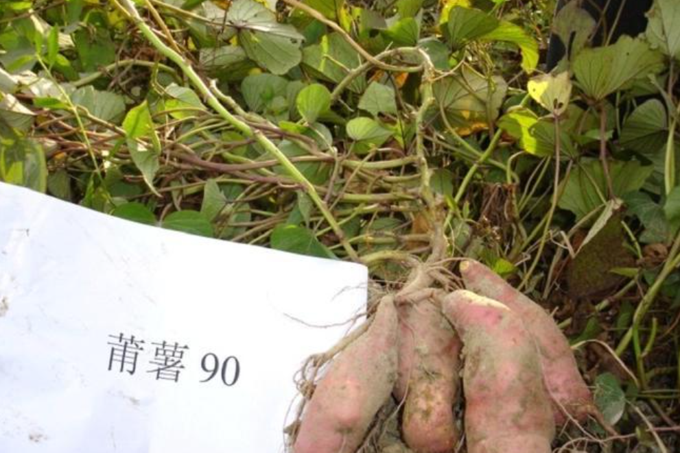 莆薯90 莆薯90