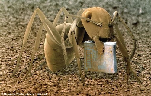 顯微鏡下的木蟻