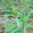 趕黃草 趕黃草