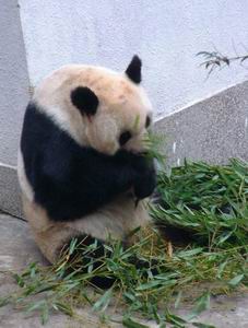 昆明動物園已故熊貓“珍珍”