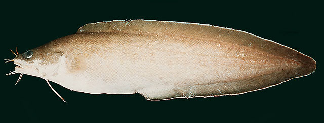 多須鼬魚