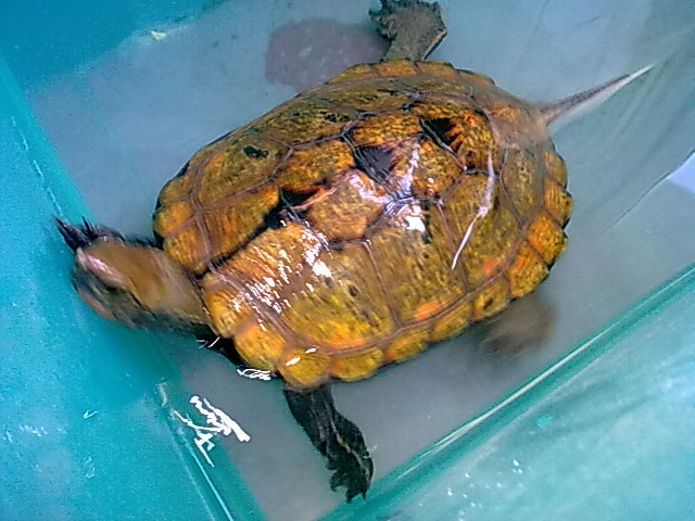 日本石龜