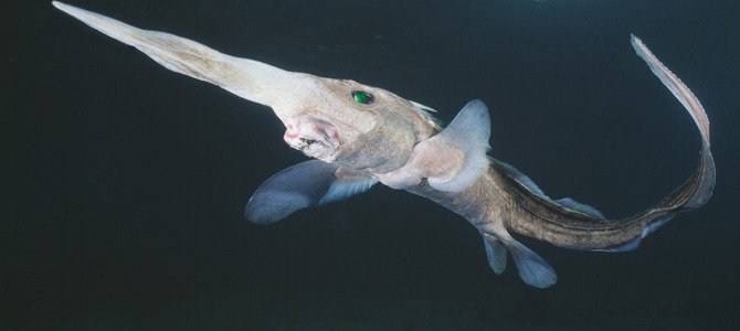 太平洋長吻銀鮫（圖2）
