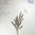 柳葉水絲梨 柳葉水絲梨