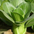四月慢油菜 四月慢油菜
