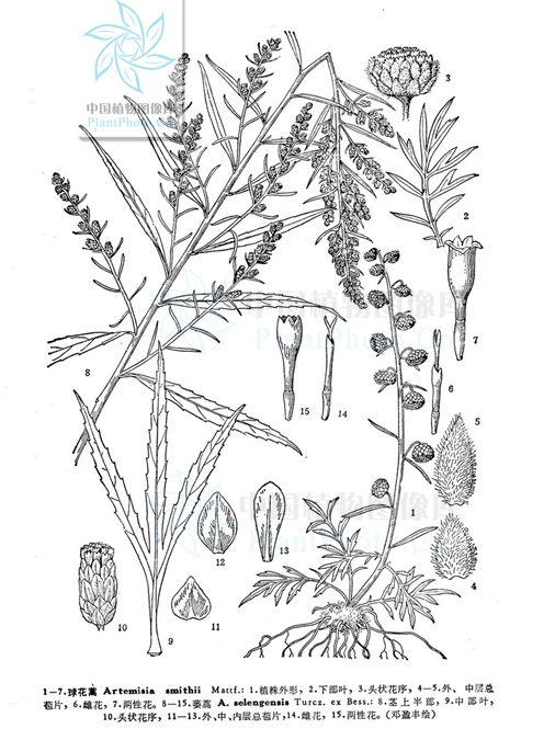 球花蒿系 球花蒿系