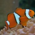 三帶雙鋸魚 三帶雙鋸魚