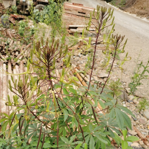 Cleome gigantea
