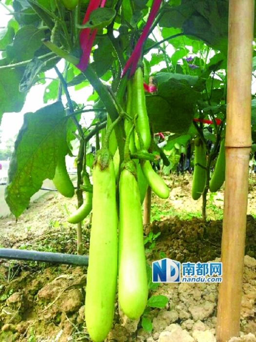 農崗3號 農崗3號