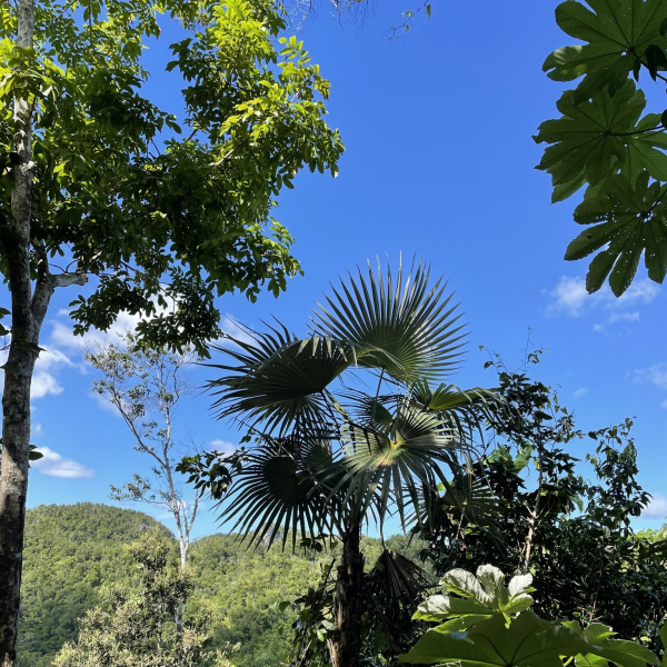 Coccothrinax alta