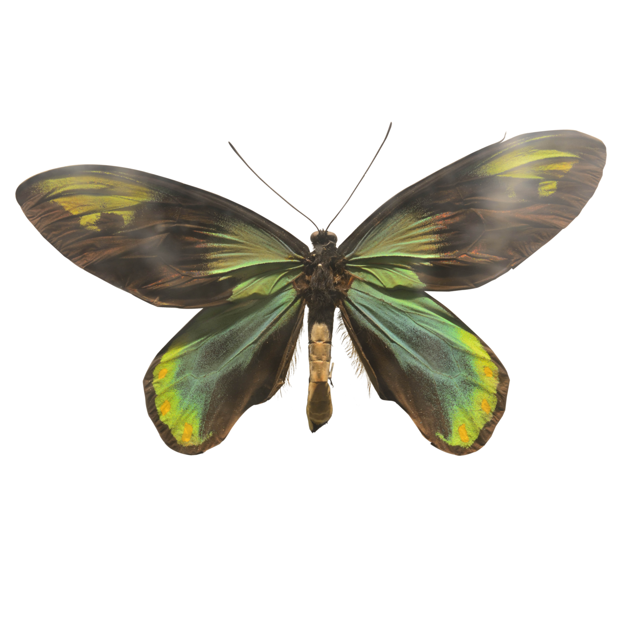 維多利亞鳥翼鳳蝶標本
