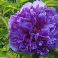 紫光閣(芍藥屬牡丹栽培品種) 紫光閣(芍藥屬牡丹栽培品種)