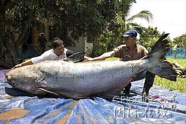 這就是湄公河巨鯰。