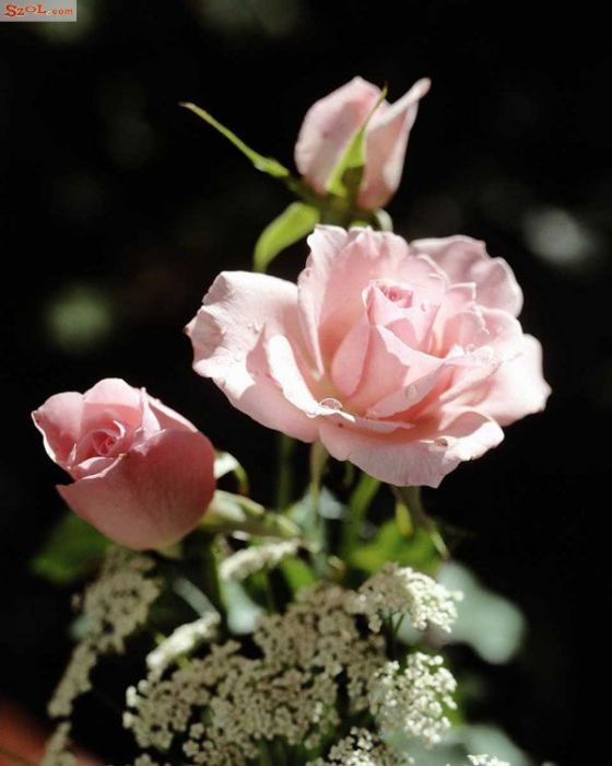 埃文(薔薇屬栽培品種) 埃文(薔薇屬栽培品種)