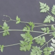 香根芹根