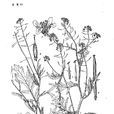 歐亞蔊菜 歐亞蔊菜