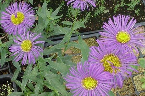 Erigeron \x27Dunkelste Aller\x27 DARKEST OF ALL
