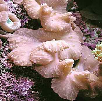 捲心菜皮革珊瑚