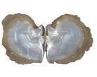 大珠母貝