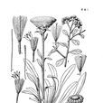 葶菊 葶菊