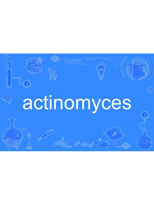 actinomyces actinomyces