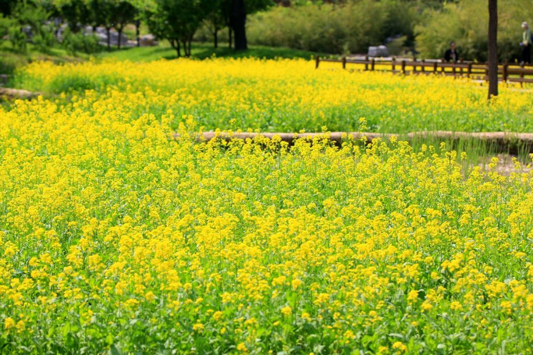 景油190(2017年審查通過的油菜品種) 景油190(2017年審查通過的油菜品種)
