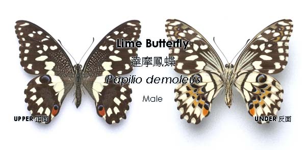達摩鳳蝶的正面和反面圖