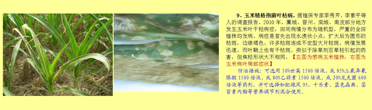 玉米鏈格孢菌葉枯病