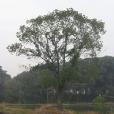 上強村 上強村