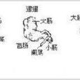 痕跡器官 痕跡器官