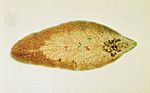 肝片吸蟲(Fasciola hepatica)