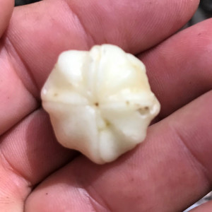 Acronychia crassipetala